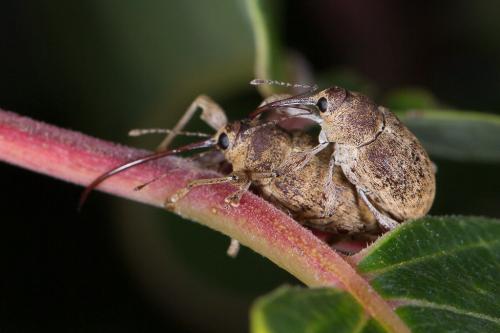 Curculio elephas